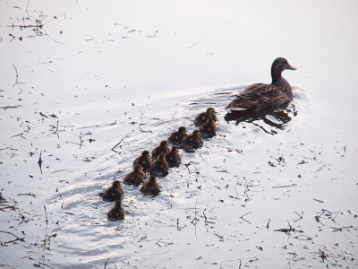 [A mother duck swims with two lines of ducklings, each with six ducklings in them, follow her. The are nearly lined up in six sets of two in a row behind her.]